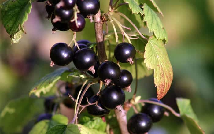 blackcurrant-bush-how-to-plant-soft-fruit-trees