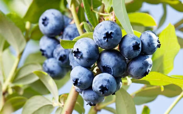 blueberry-bush-how-to-plant-soft-fruit-in-containers-acid-soil