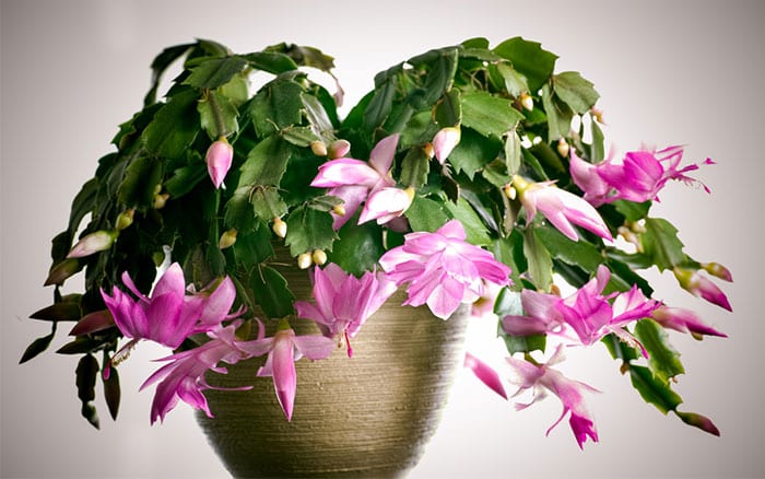 Christmas cactus schlumbergera