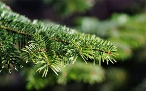 fir-branches-christmas-decoration-tree-evergreen-garden