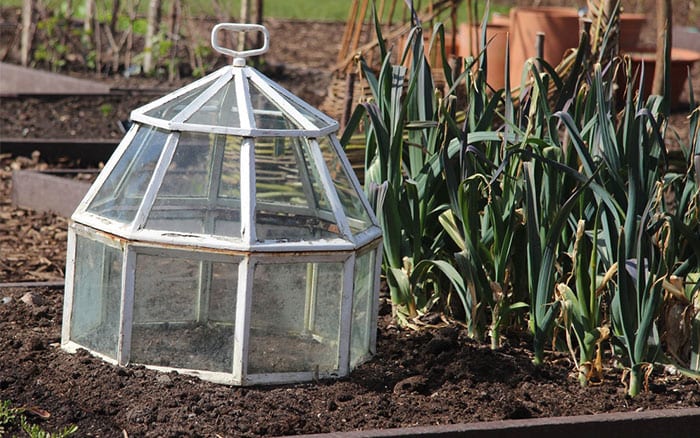 Protect plants in winter: Cloches, cold frames and polytunnels