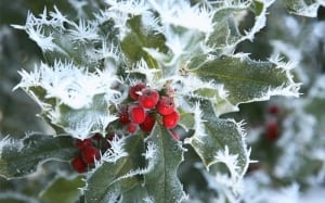 holly-in-frost-with-red-berries-winter-christmas-scene