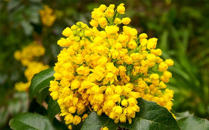 Mahonia