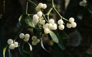 mistletoe-berries-christmas-plant-decorations