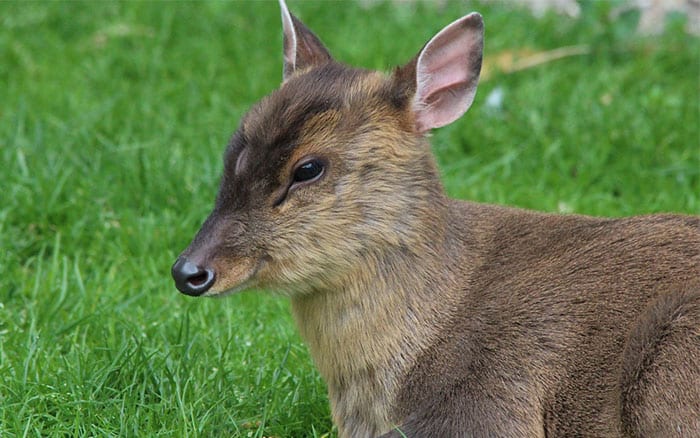 Animals of the night garden: Meet your nocturnal wildlife Animals of the night garden: Meet your nocturnal wildlife