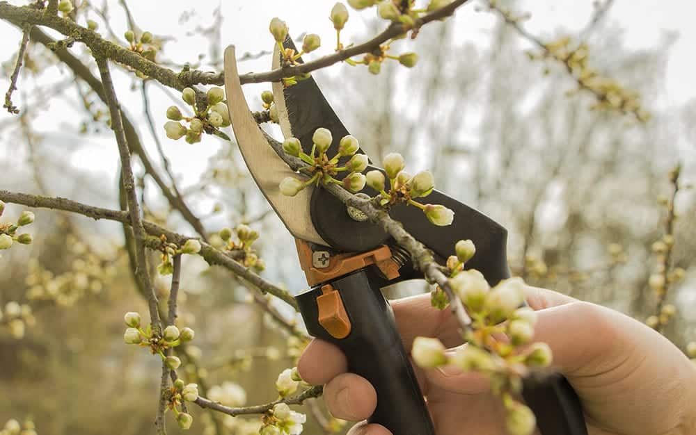 pruning winter garden