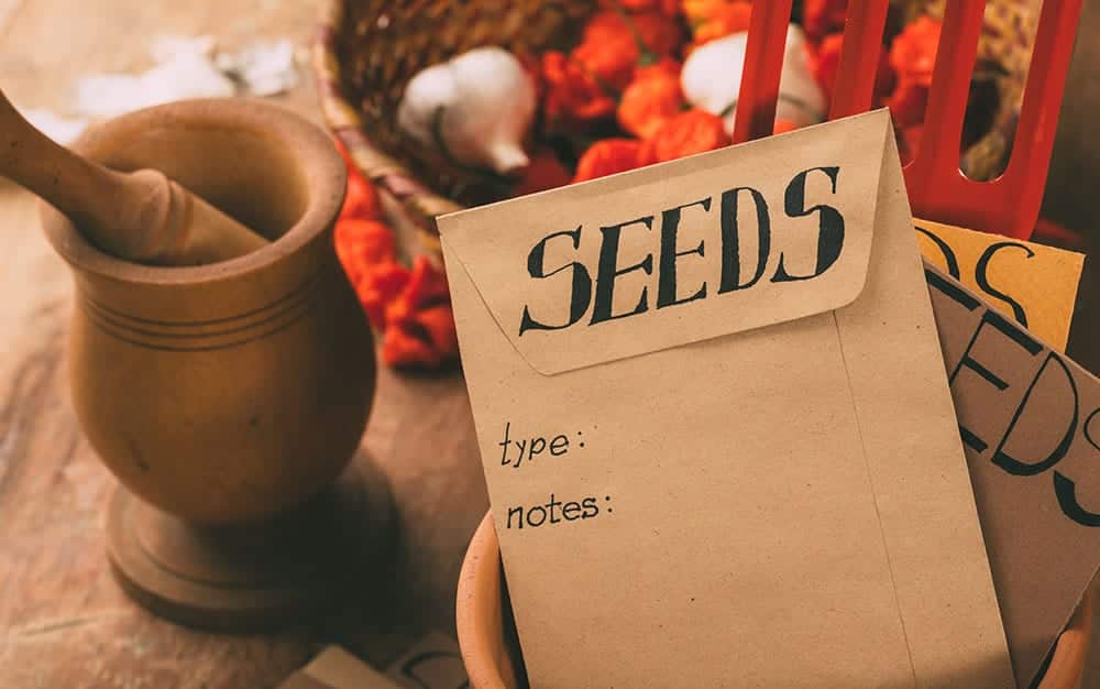 seeds-in-envelopes