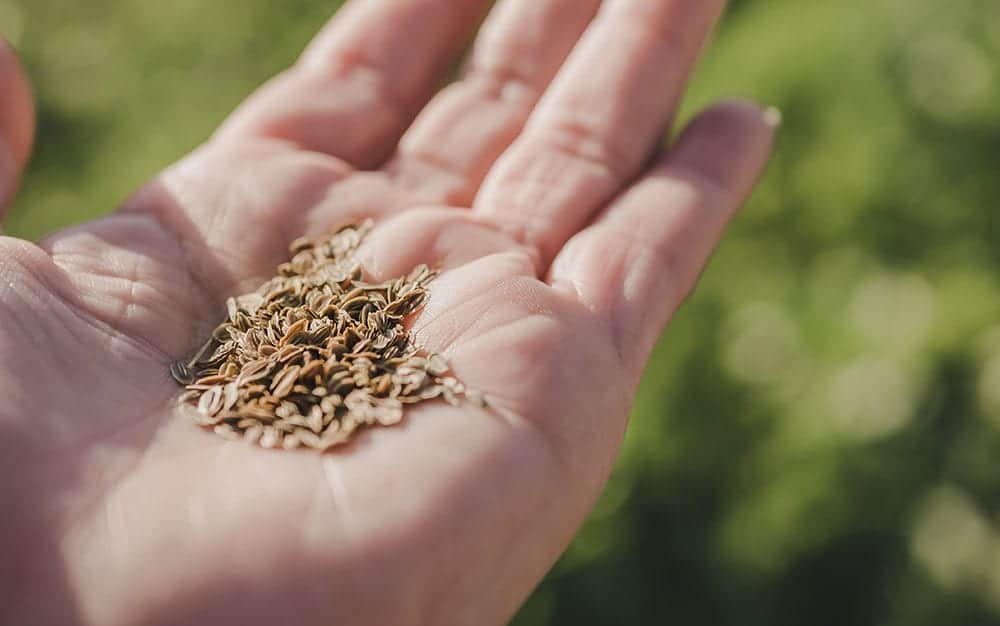 seeds-in-hand