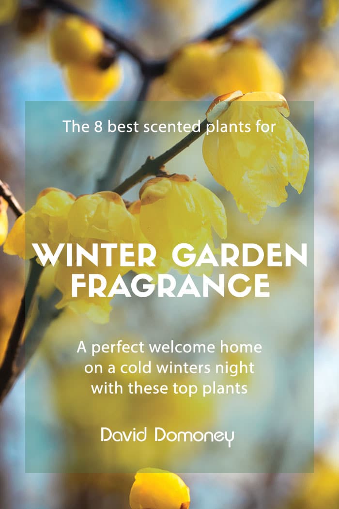 winter garden fragrance