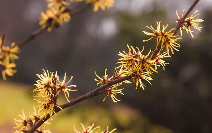 Witch hazel