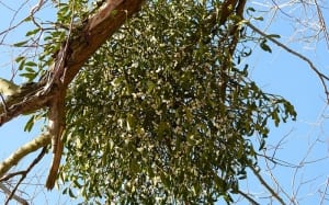 mistletoe-berries-ball-how-to-grow-mistletoe