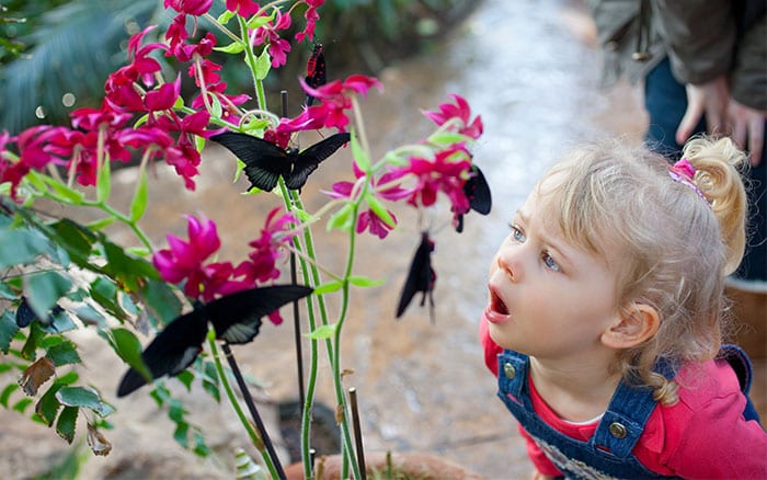 Girl looking at butterflies in the glasshouse at RHS Garden Wisley. RHS/Neil Hepworth