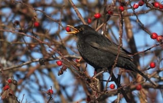 Blackbird eating berries. Blackbirds are common garden birds