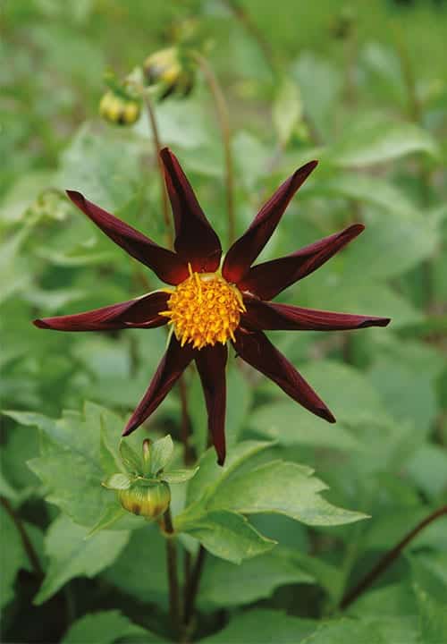 Dahlia Verron's Obsidion by Unwins Seeds - New Plants 2016