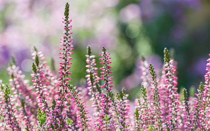 The Best Plants For Winter Garden Colour David Domoney