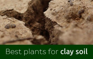 clay soil