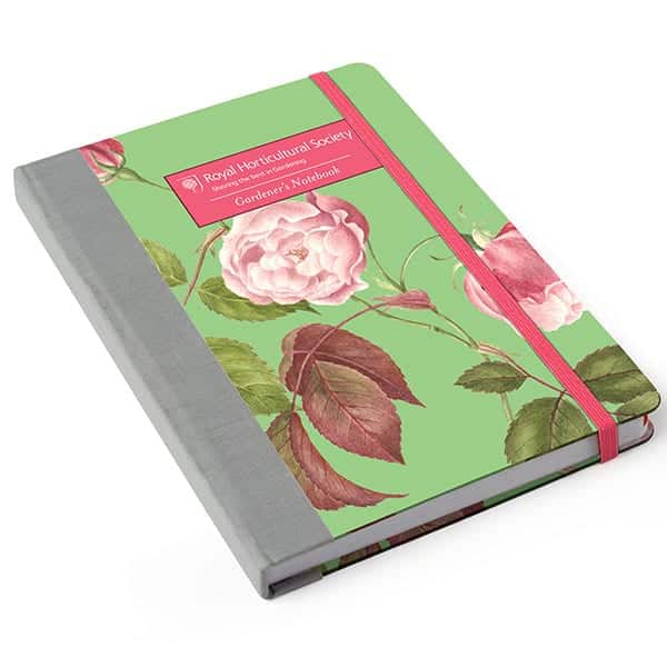 Rosa-Chinensis-Gardener's-Notebook