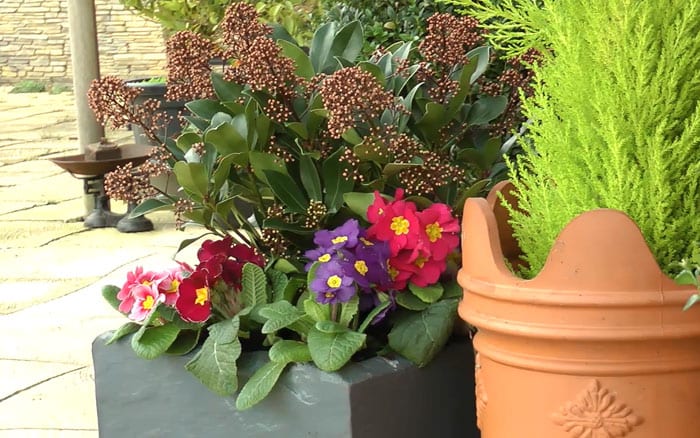 Containers planted with spring colour