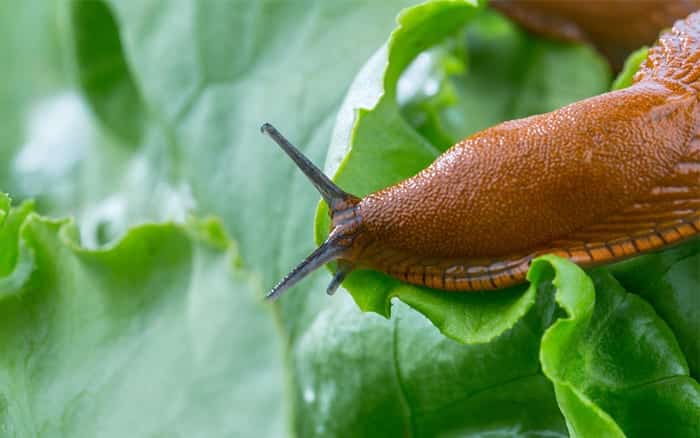 slug-garden-pests-diseases-vegetable-gardening-grow-your-own