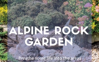 Alpine rockery garden