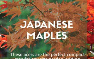 Japanese maples acers