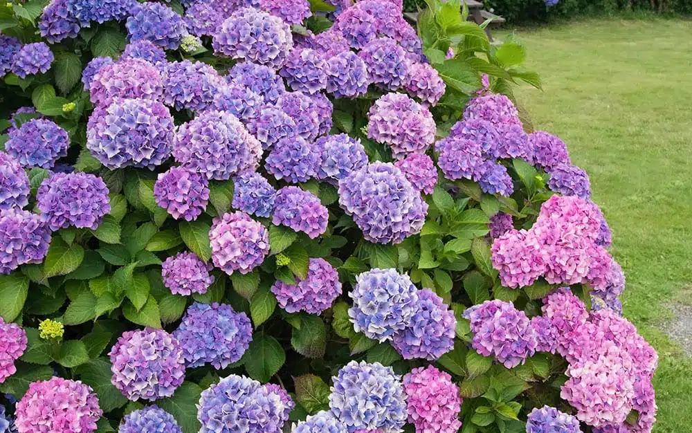Fast Growing Shrubs For Instant Garden, Landscaping Flowers And Shrubs