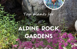 Top plants for alpine rock gardens feature