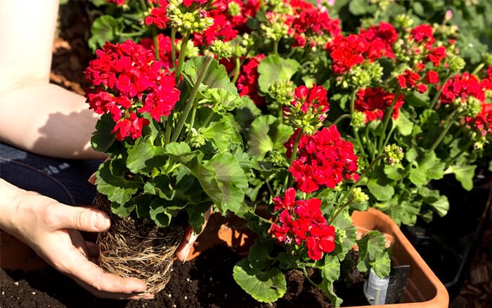 plant-geraniums-pelargoniums-in-windowbox-container-gardening-bedding-plants Rose-petal-salad-2