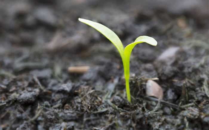 seedling-seed-compost-how-to-choose-the-right-potting-compost Rose-petal-salad-2