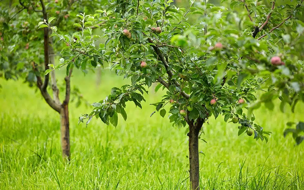 15 best trees for small gardens: Beautiful small trees