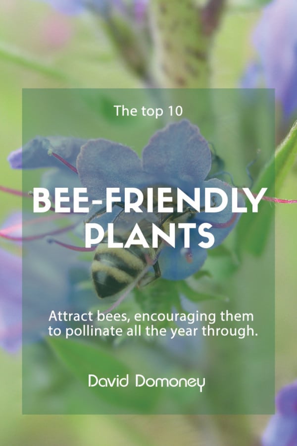 top ten bee friendly plants