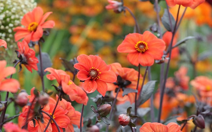 Dahlia bishop of oxford