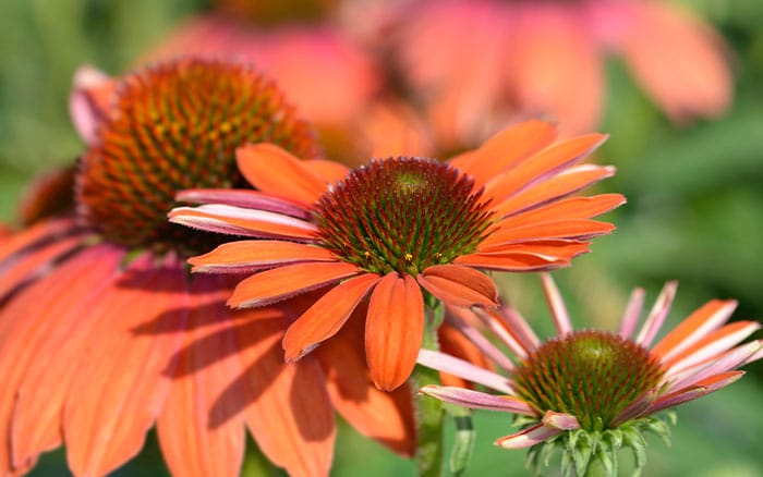 Echinacea purpurea 'Julia'