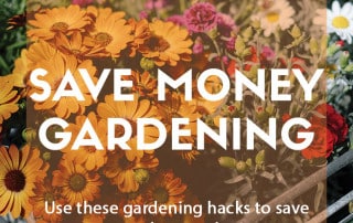 Save money gardening