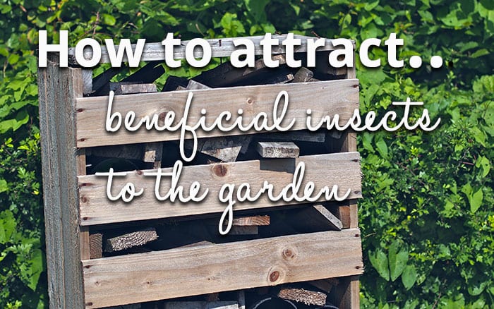 Attract beneficial insects to the garden
