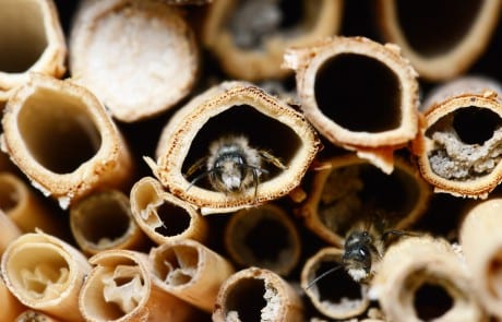 bees in a bee hotel
