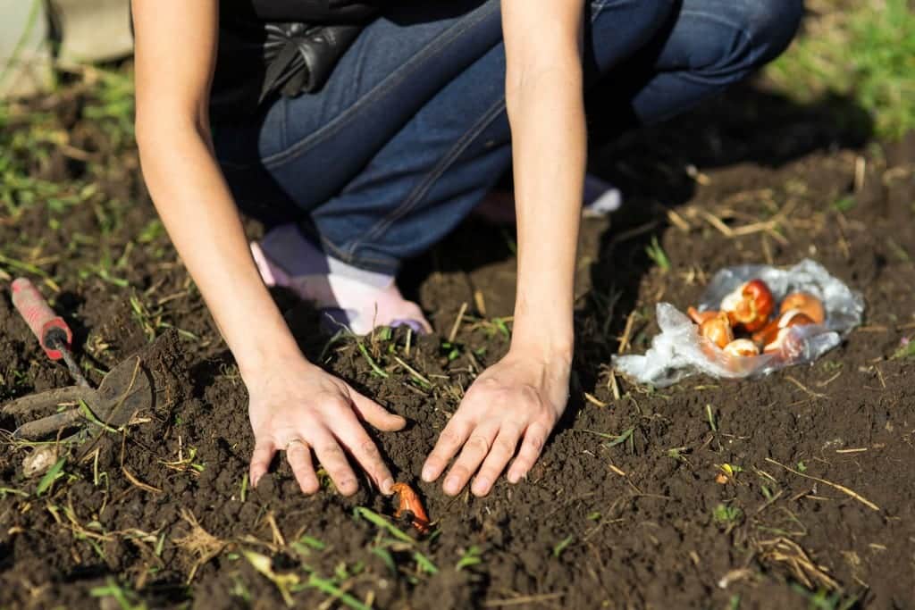 Planting bulbs in soil