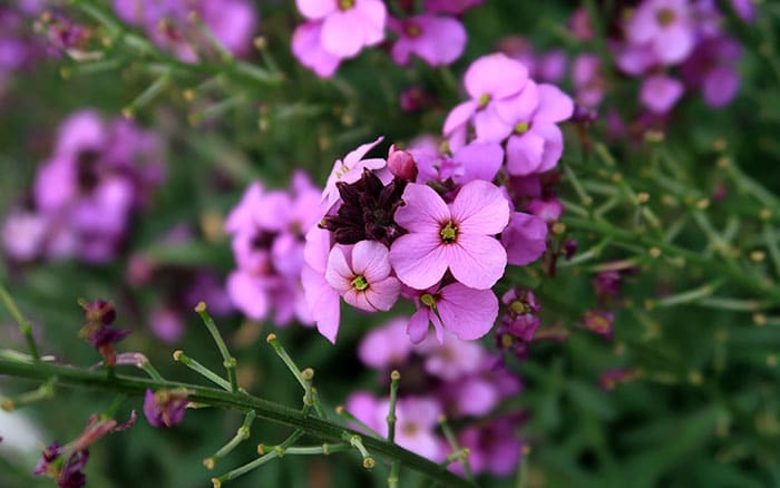 Lavender-sprigs-in-lemon-drink