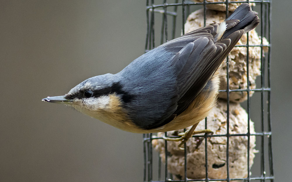 bird-fat-ball-2 bird-fat-ball-2