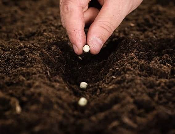 Guía completa de semillas - plantando semillas