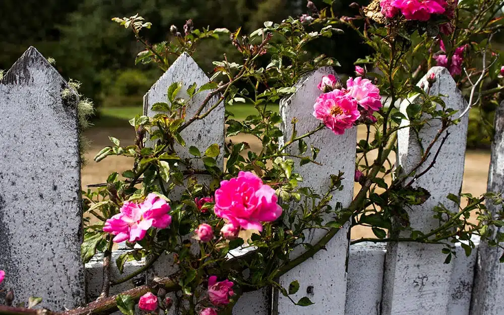 roses-fence