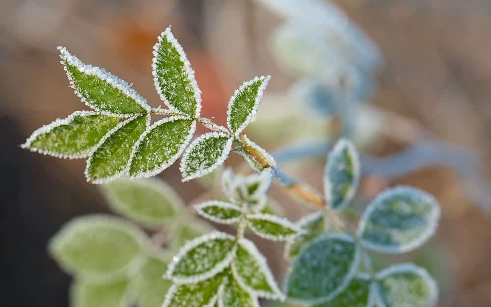 frosty-plant