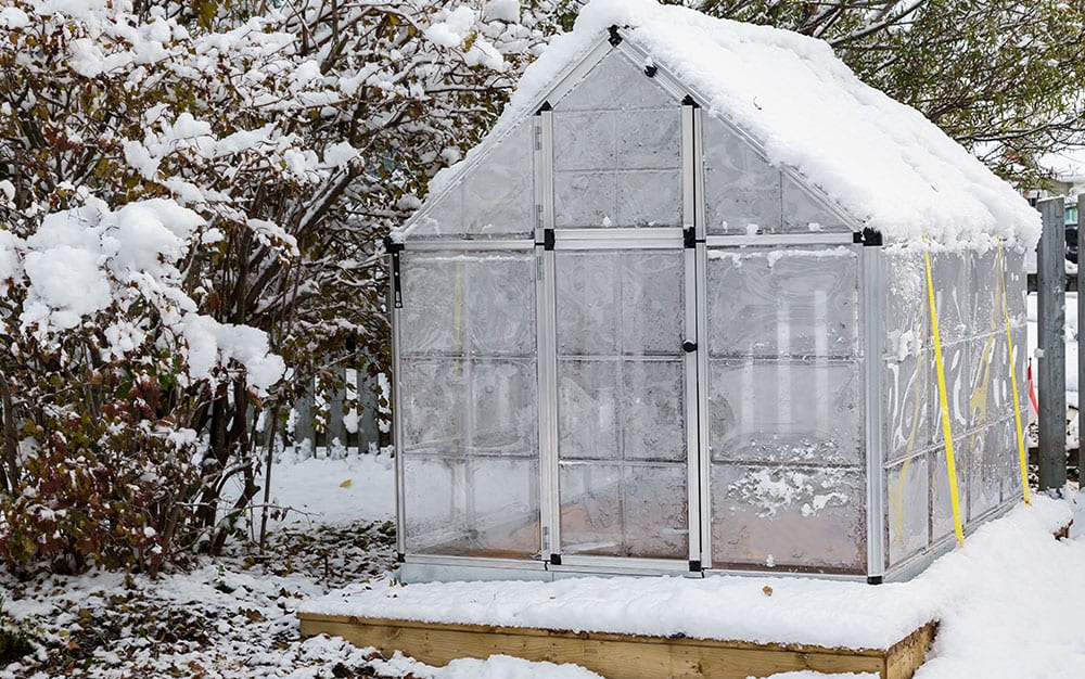 greenhouse-snow Rose-petal-salad-2