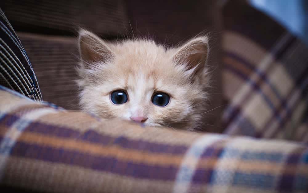 scared-kitten