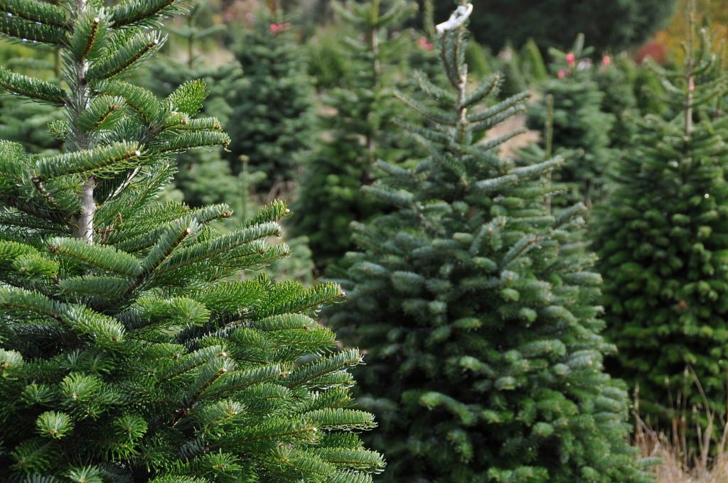 christmas-trees christmas-trees