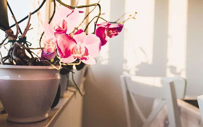 Orchid houseplant on a windowsill