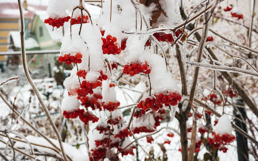 heavy-snow heavy-snow