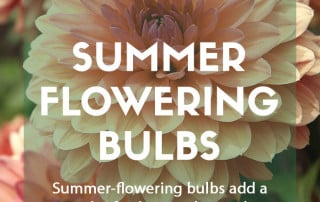 How to plant summer flowering bulbs