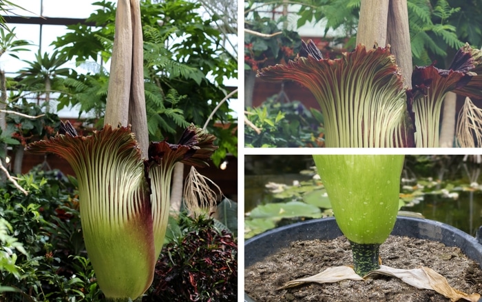 corpse flower