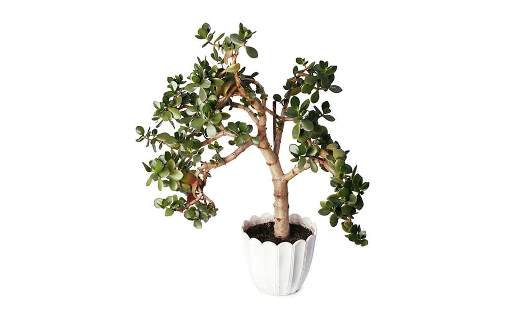 Crassula Ovata 'Jade Plant'